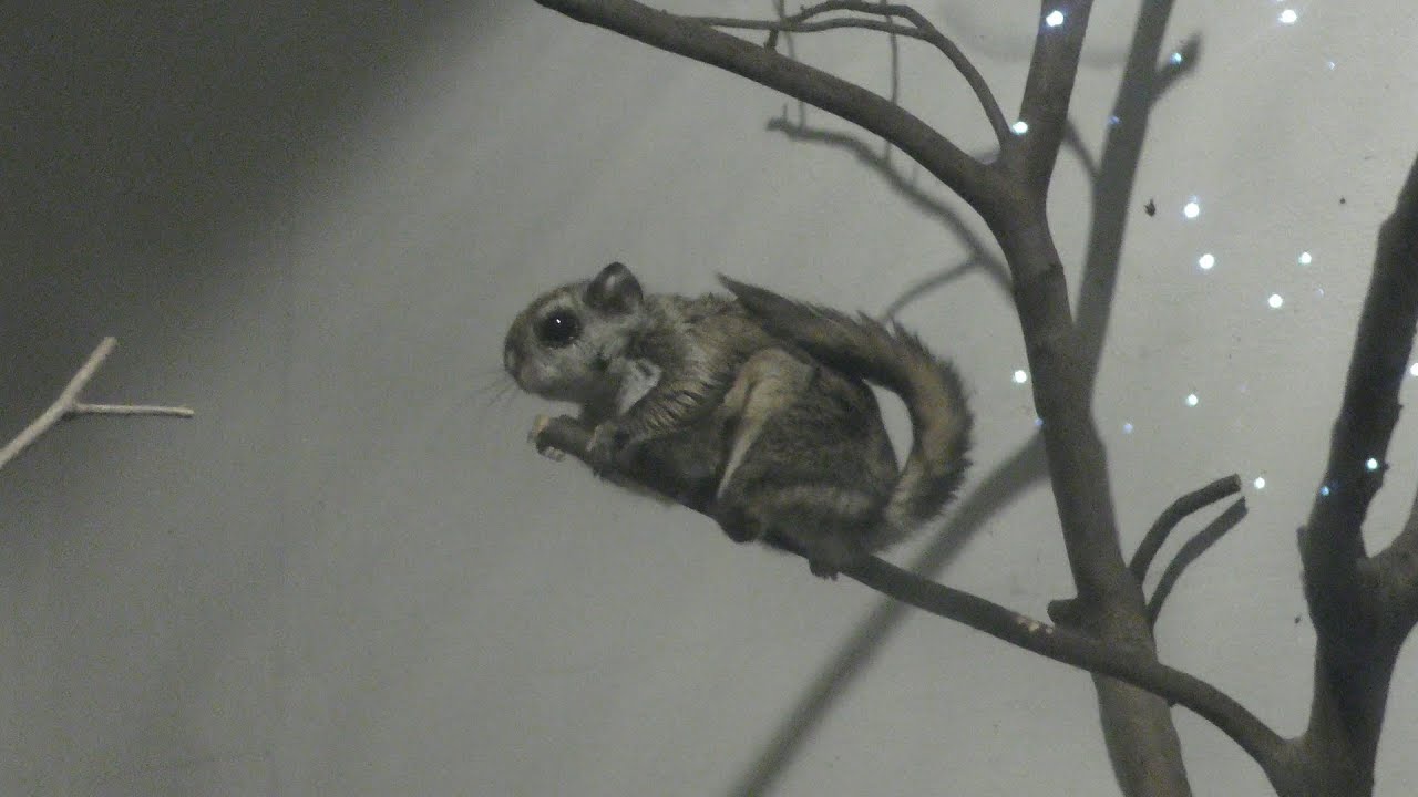 Japanese dwarf flying squirrel (Higashiyama Zoo, Aichi, Japan