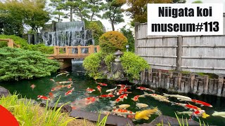Niigata koi museum(Niigata, Ojiya, Japan)　錦鯉の里