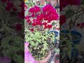 "30 Thriving Bougainvilleas! The Hardest Plant You’ll Ever Grow 🌸"