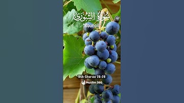 Surah Ash Shuara 26-28 | English Audio Translation | سورة الشعراء #surahashshuara #islamdaily #viral
