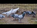 Racing pigeons flying Спортивные  голуби 2021-03-14 @Gediminas Žilinskas