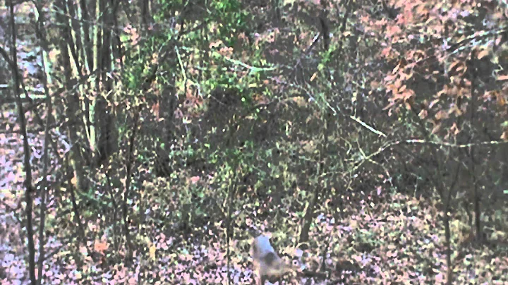 Buck Bow Kill 1182013