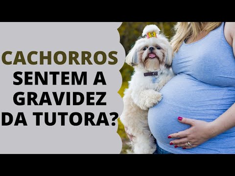 Vídeo: Gravidez e trabalho em cães