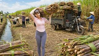 Harvesting Lots of Sugarcane in a Huge Field | Transport by 3-Wheeled Truck to Countryside Market