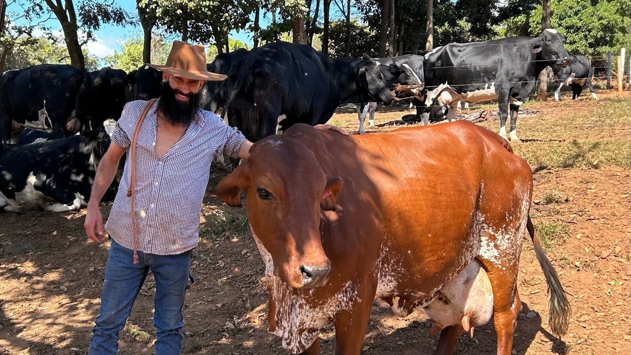 DAROÇA TIRA 1.550 LITROS DE LEITE POR DIA EM PEQUENO ESPAÇO DE TERRA  @Darocataoline .