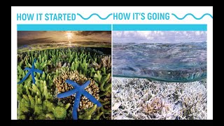Coral Reefs - How we change it #generationrestoration