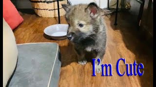 Bringing Home A Wolf Dog Pup and Meeting The Other Hybrids and Dogs How It Is Done.