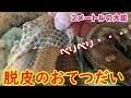 【音と感触最高！】自分で脱がない巨大ヘビの脱皮をおてつだい【マレーアカニシキヘビ】