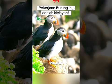 Burung Imut Ini Ternyata Nelayan Tangguh… #faktaunik #puffins