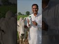 Advanced Uterine Tonic for Buffalo & Cow | Dairy Animal Health Supplement.