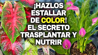 ¡Hazlos ESTALLAR de color! El secreto para trasplantar y nutrir Caladiums y Alcatraces
