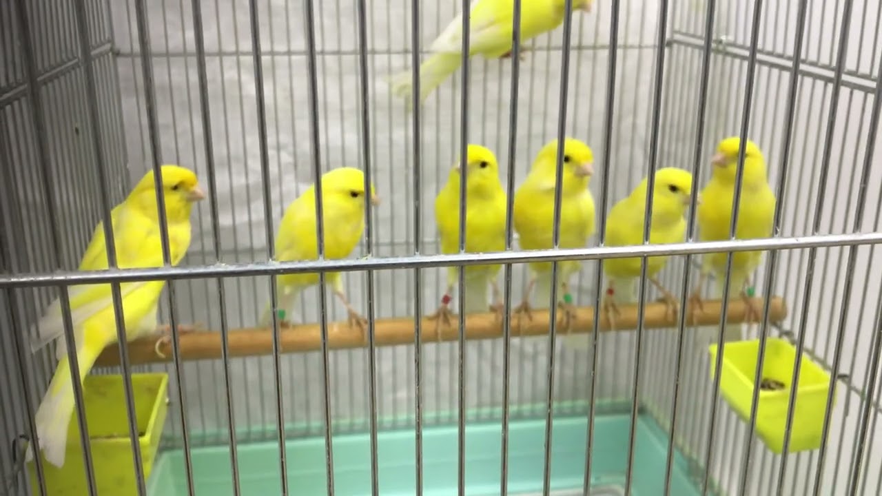 宮城県ペットショップ ペットショップ鈴花 鳥の情報 カナリア 宮城県ペットショップ ペットショップ鈴花 鳥の情報 カナリア