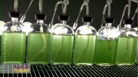 Oil from Algae