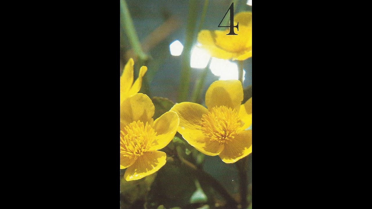 Kauneimmat hengelliset laulut 1983 - Kiitos, Herrani