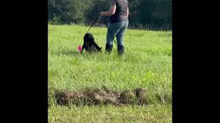 IGP- Schutzhund tracking training