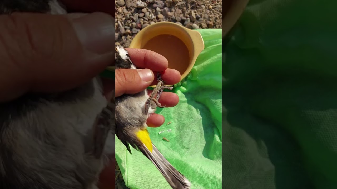 الصدفة في ساق البلبل شنو العلاج وشلون تتخلص منها تابع المقطع للأخير🫡🌹