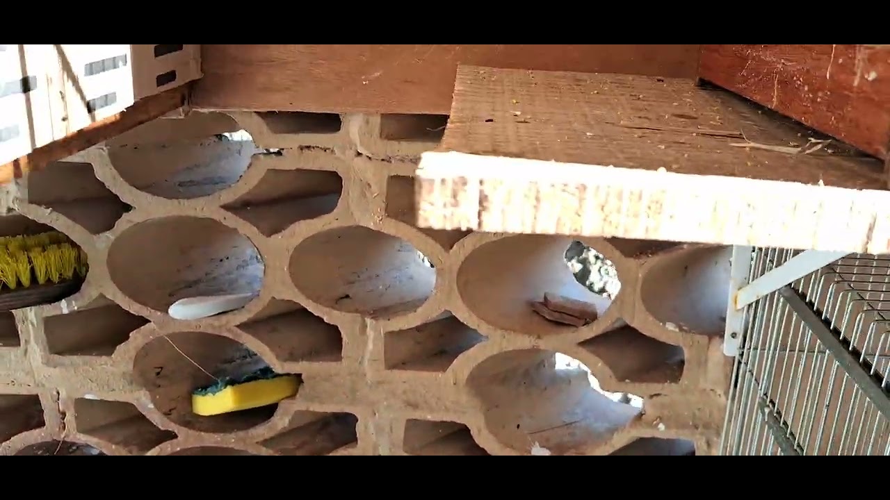 O Amanhecer dos Tico Tico Cantando, Fêmeas de Tico tico com filhotes, Criação e Rotina no Criatório!