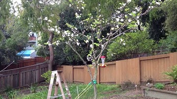 How to Get a Better Yield | More Fruit out of your Pear Tree - Pollinate the tree by hand
