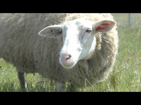 East Friesian Milk Sheep | Grass Fed Triple Purpose