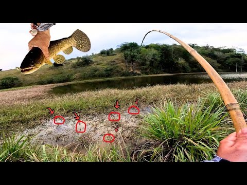 A ISCA BATIA NAQUELE MATO ELAS DEVORAVAM!! Acertei o Ninho das MONSTRAS... Pescaria de Traíra