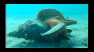 horse conch timelapse