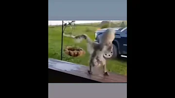 حرام دردحلج ما دردحلج سوريا Explore دمشق Shorts Viralvideo Funny Fyp Foryoupage 