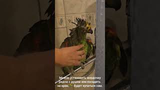 Как научить попугая #купаться добровольно #попугай #амазон #жако #amazingparrot #дрессировка #parrot