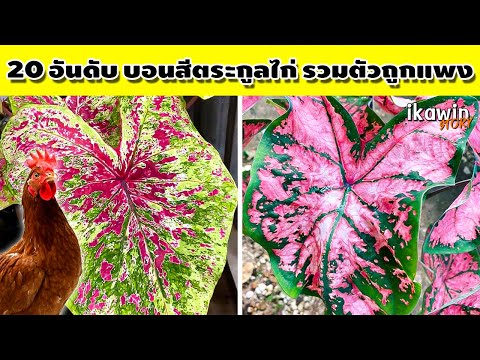 20 บอนสีตระกูลไก่ รวมตัวถูกและแพง หลายชื่อไม่เคยได้ยิน บอนสีตับไก่โบราณ