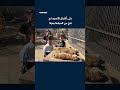 حتى أشبال الأسود لم تنجُ من المجاعة بغزة