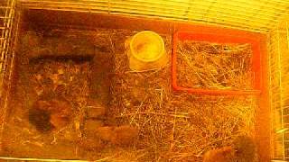 rabbits 2 weeks old.AVI