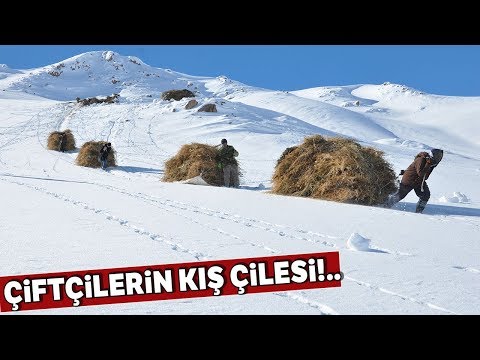 Yazın İstifledikleri Otları Kışın 2 Bin Rakamlı Dağlardan İndiriyorlar