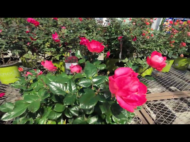 Fragrant roses, beautiful flowering roses, garden center - Jan 11, 2024 | Garden Q | hong | GH015705