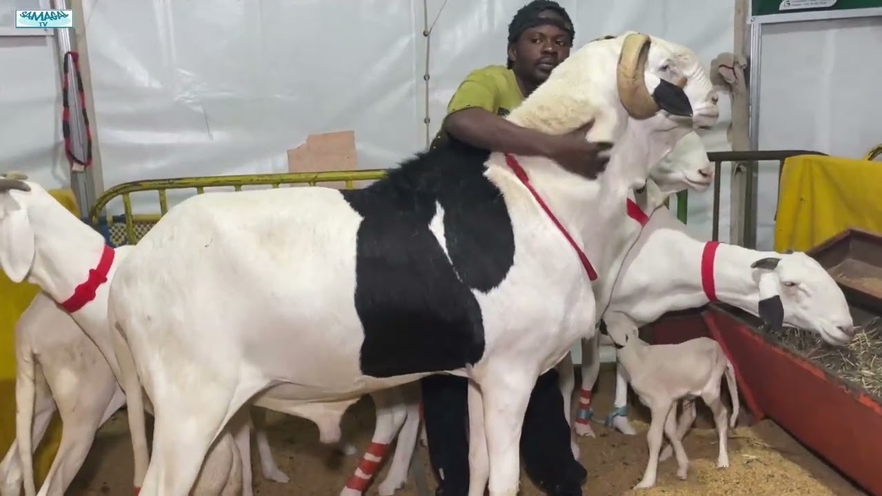 SAKOURA FILS DE DIRECTEUR UN DES MALES EQUILIBRE A BERG BADIANE FAMILY