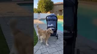 Dog Sees Stroller Rolling Towards the Pool! 😱 #LoyalDog #DogHero #AnimalSavesLife #DogRescue #Shorts