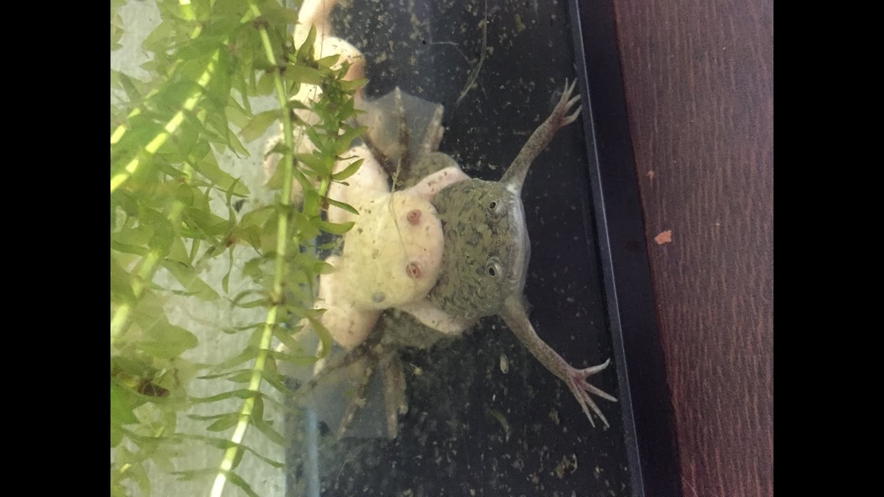 アフリカツメガエルの飼い方 アルビノの販売先や値段 餌や寿命は 爬虫類両生類データベース