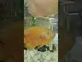 cute fish #ytshorts #fishshorts #fish