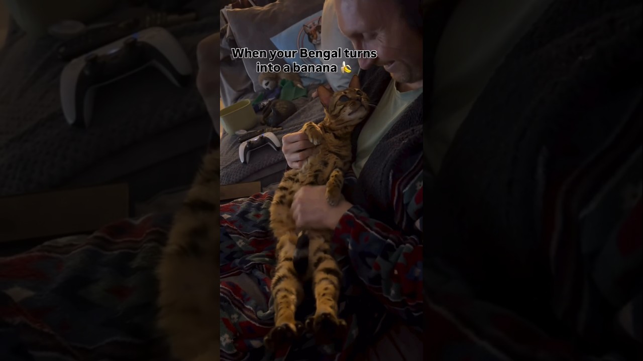Cat Turns Into A Banana 🍌 🤣