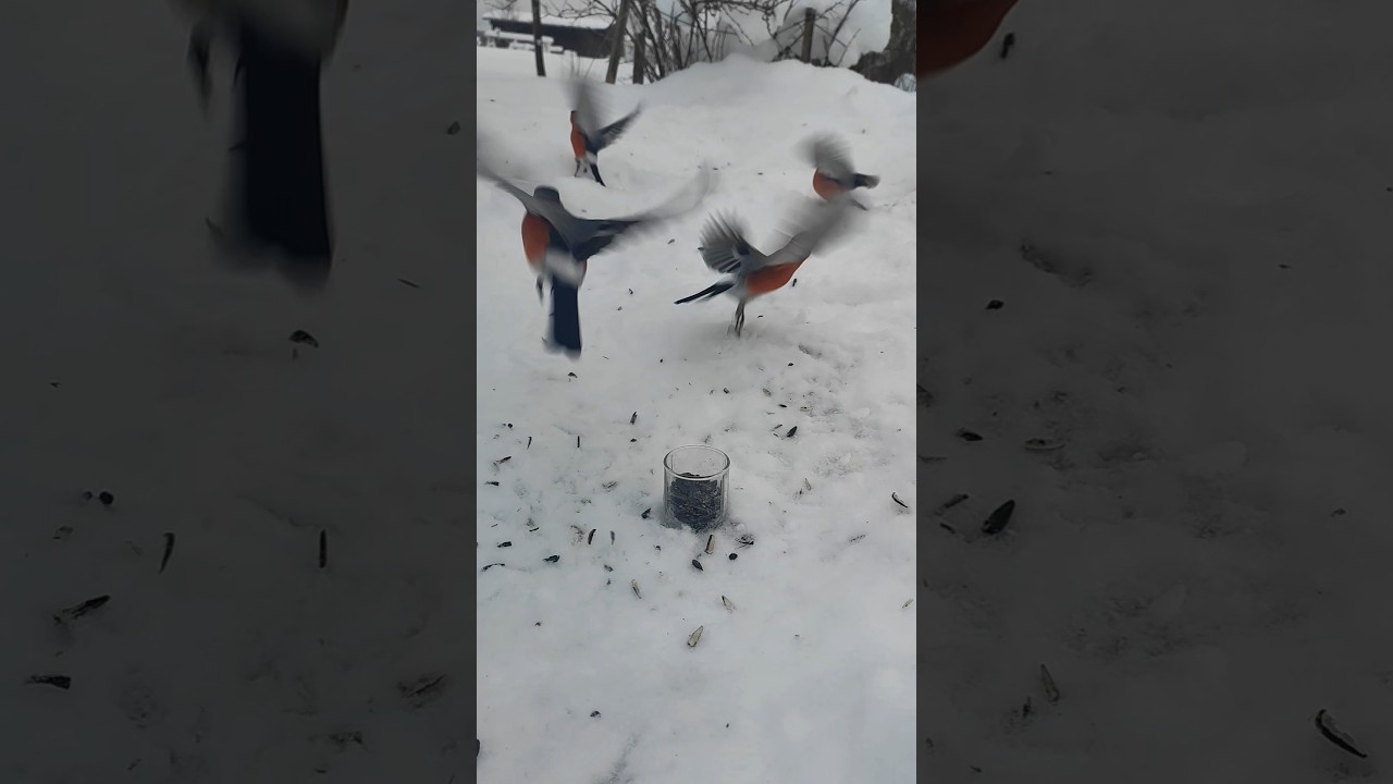 Why This Russian Bird is Causing an International Crisis