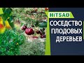 НИКОГДА НЕ САЖАЙТЕ ЭТИ ДЕРЕВЬЯ РЯДОМ ✔️ Соседство плодовых растений