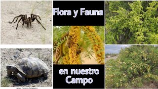 flora y fauna en nuestros campos patagónicos..#41