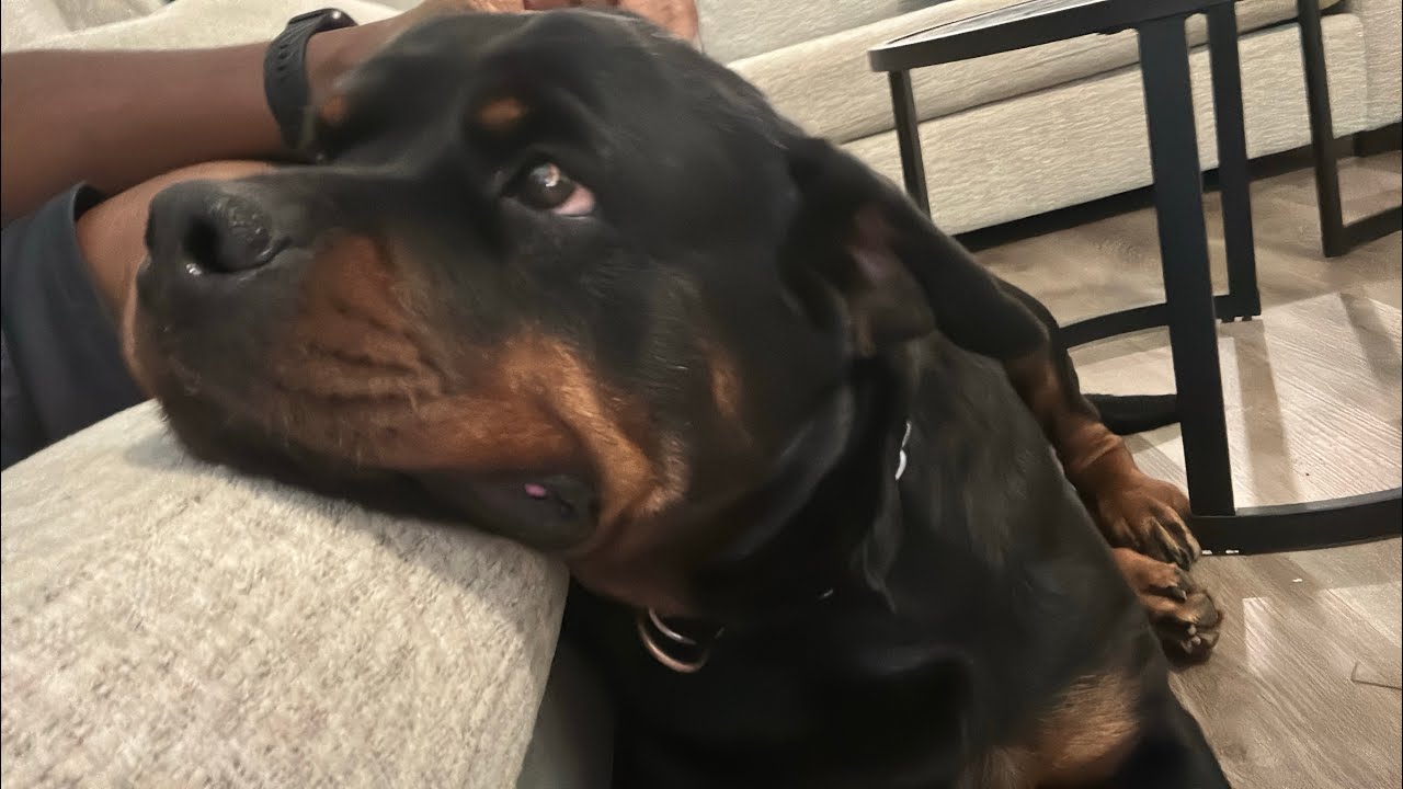 ROTTWEILERS: FIRST FULL WEEK OF PREGNANCY‼️ - YouTube