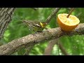 Cape May Warbler male. South Padre Island