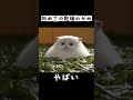 初めての乾燥わかめ #shorts #猫アニメ #猫