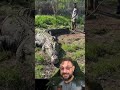 Olha o tamanho do Crocodilo marinho @therealtarzann EPISÓDIO 13 #biologohenrique