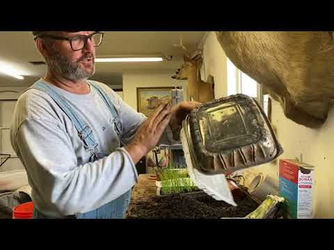 Video: Kas ir savvaļas maurloki - kā rīkoties ar savvaļas maurlokiem manā pagalmā