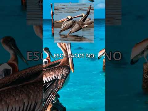 🎬 Video relacionado con pelicanos inflables