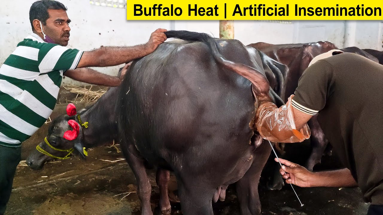 Bull Semen | Artificial Insemination Of Cattle | Murrah Buffalo Heat ...