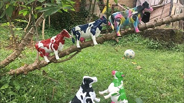 MENCARI SAPI LUCU, KERBAU LUCU, SAPI MOO, SAPI JOGET, SAPI KARTUN, SAPI WARNA WARNI, SAPI JUMBO
