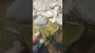 मछलियों को बचाने का अभियान नदी मैं !! Campaign To Save Fish In The River !! #shorts #fishing