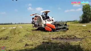 MAY CAT LUA KUBOTA #247, HAI MÁY GẶT DC70 CẮT LÚA, MỘT CỘ CHỞ LÚA ĐUỐI LUÔN I COMBINE HARVESTER screenshot 2